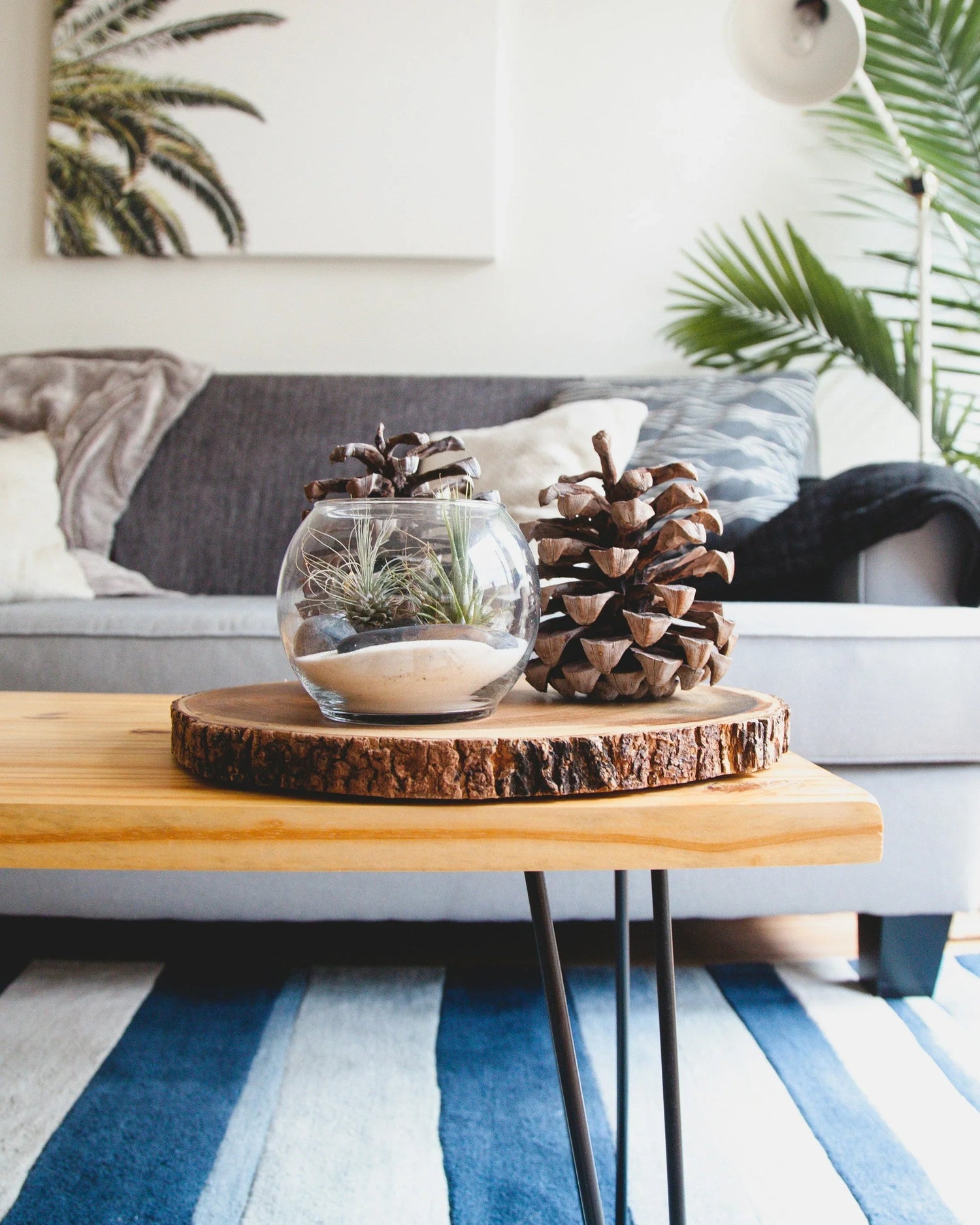 Modern living room with wooden table, glass terrarium, pine cones, gray sofa, and blue striped rug