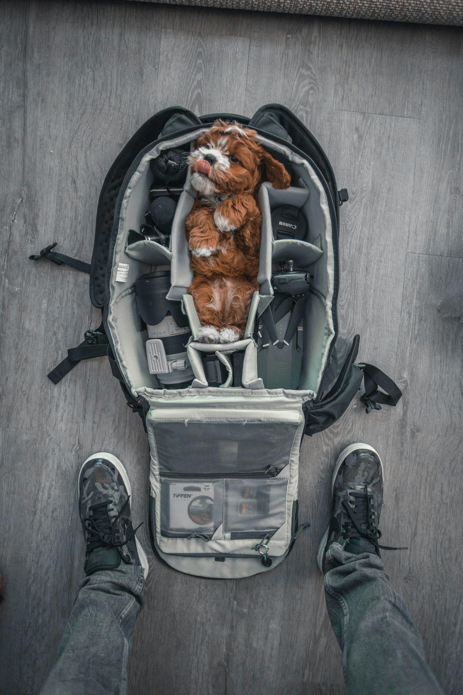 Cute brown puppy lying inside organized camera backpack with lenses and equipment on wood floor